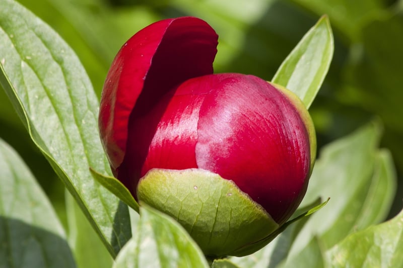 Peony